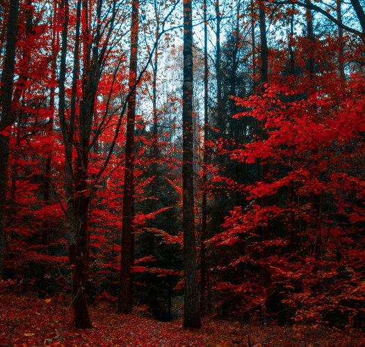 services-01 Services 01